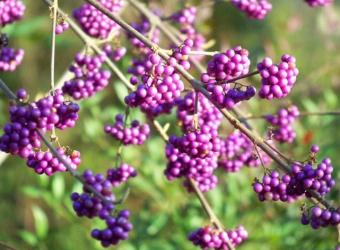 Pięknotka Bodiniera (Calicarpa boninieri) 